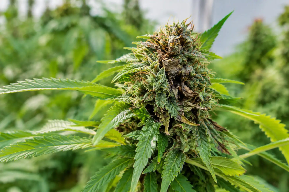 What Causes Cannabis Bud Rot? The Real Drivers