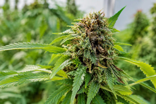 What Causes Cannabis Bud Rot? The Real Drivers