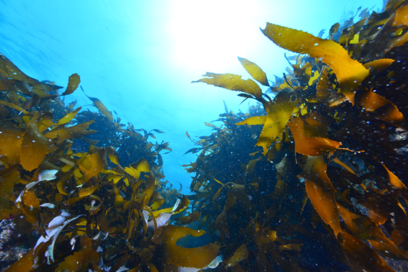 Kelp for plants deals