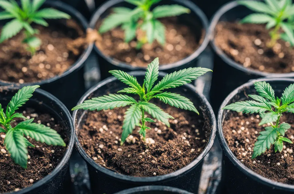 Organic Cultivation: Beneficial Microbes