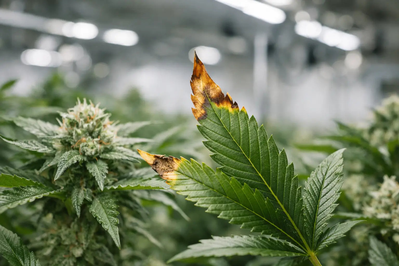 Why Leaf Tips Burn in Cannabis Grow Rooms
