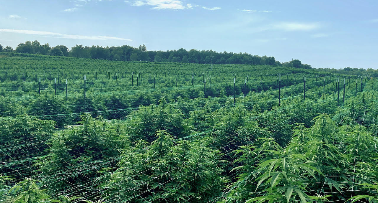 Better Plant Health - Photo Credit: Left Coast Holdings